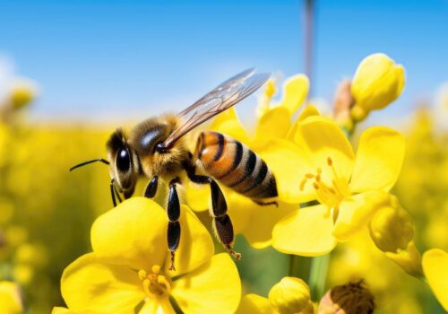 Die Rolle von Bienen in Ökosystemen und ihre Erzeugnisse