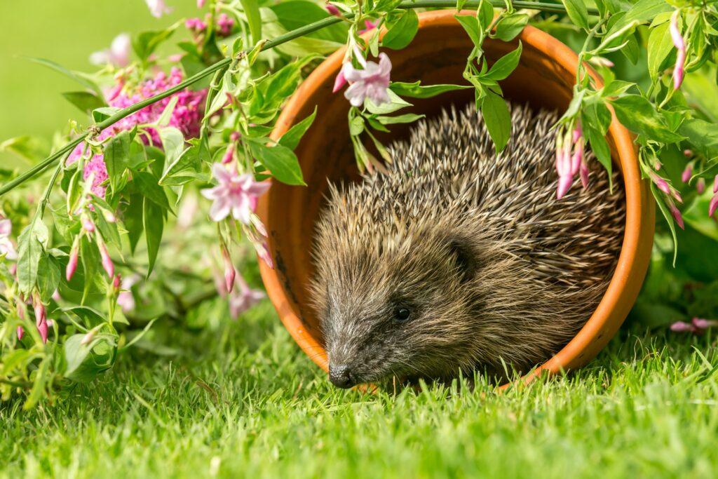 Igel ruht im Blumentopf zwischen Blumen | Nisthöhle