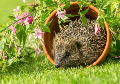 Vielfalt im Garten fördern: Wie man Lebensräume für Tiere schafft