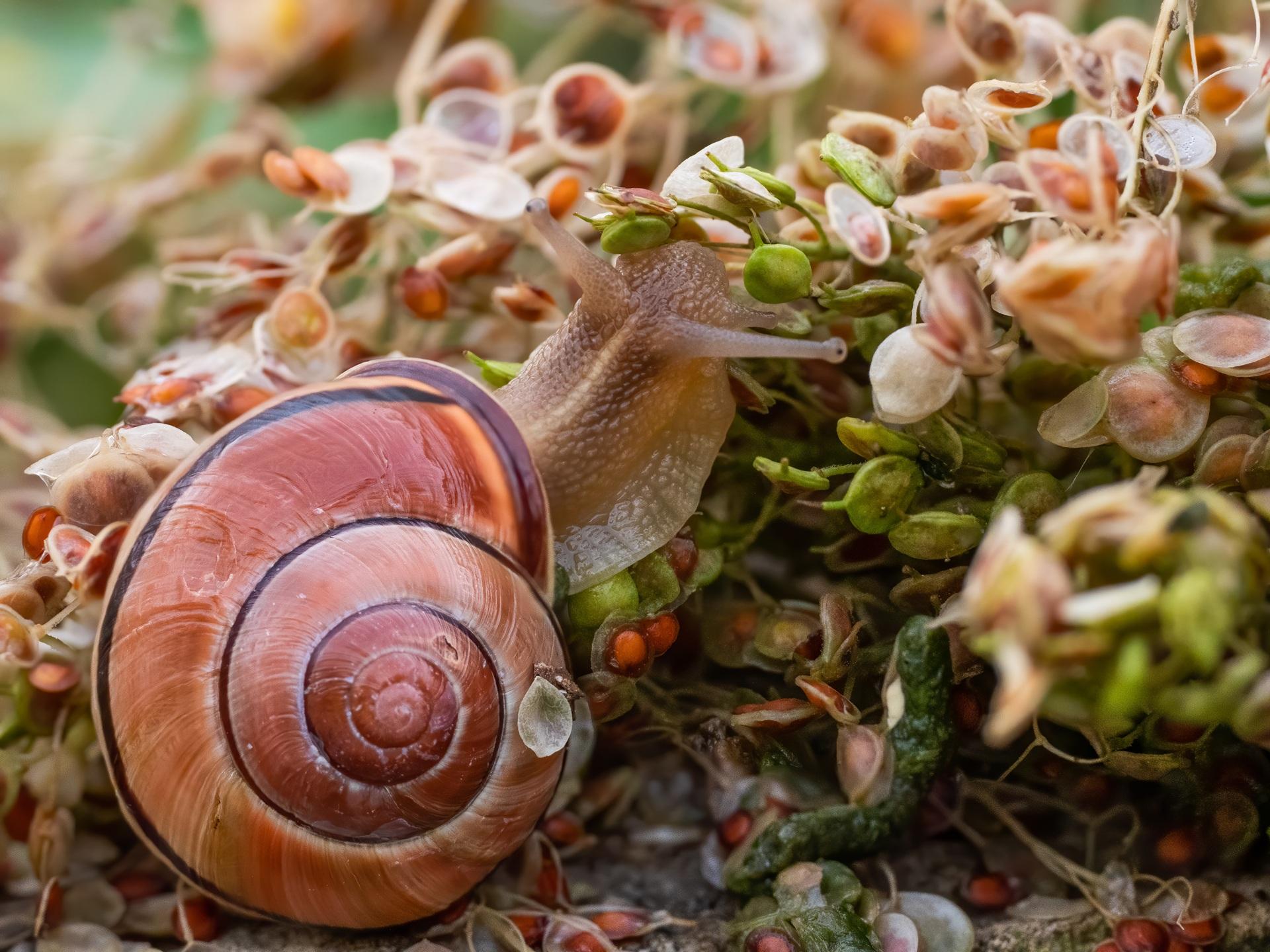 Schnecke auf grüner Pflanze im Garten | Nisthöhle